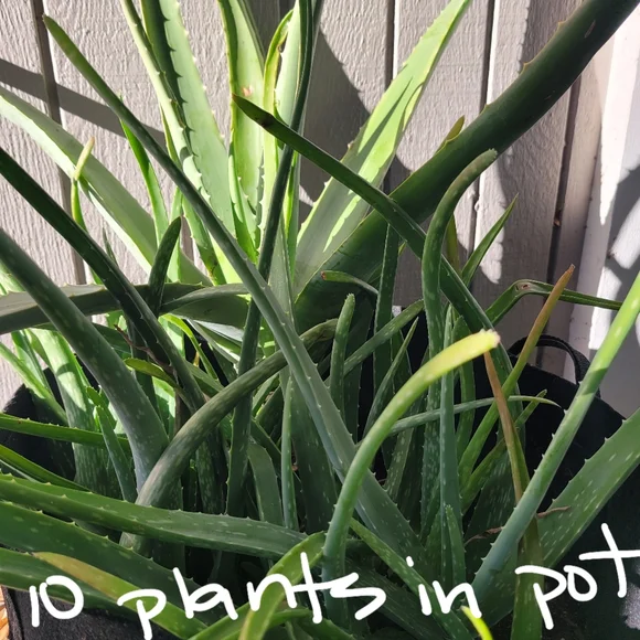 Aloe Vera Starter Plant Outdoor Indoor Home Grown Nature's Miracle Healing Gel - Picture 7 of 13